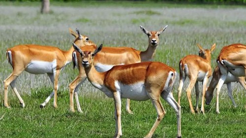 Wildlife Experience Tour – Kathmandu, Chitwan & Bardiya