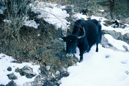 Langtang Valley Trek: Nepal’s Hidden Himalayan Gem
