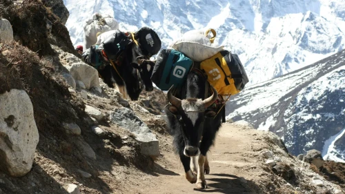 Island Peak Climbing - 15 Days
